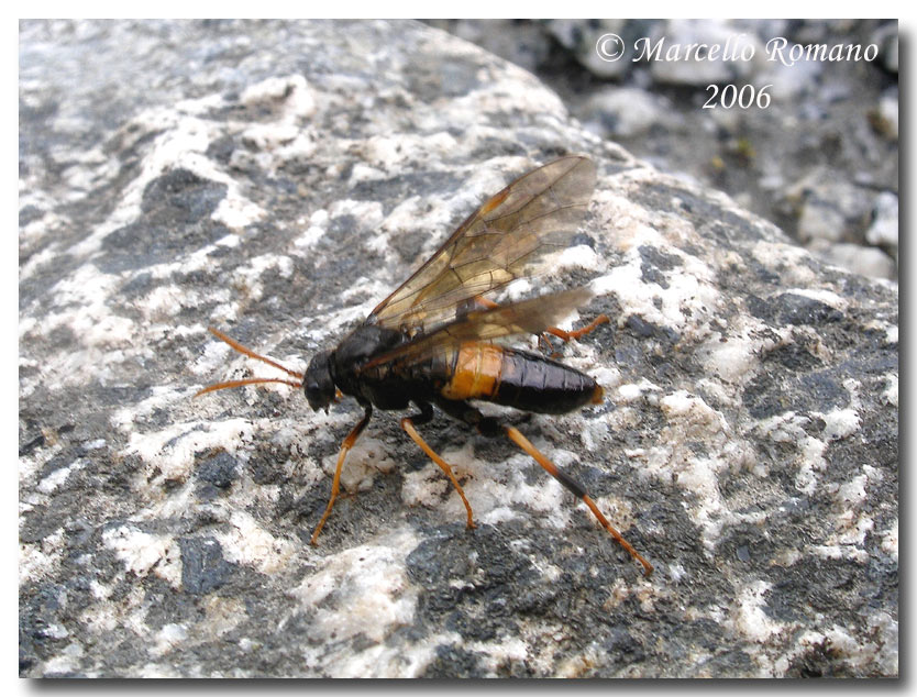 Insetti del Parco Adamello Brenta (TN): immagini e appunti